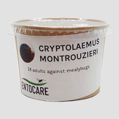 Cryptolaemus Montrouzieri_ adults 100