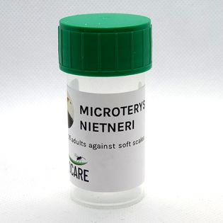Microterys nietneri_25